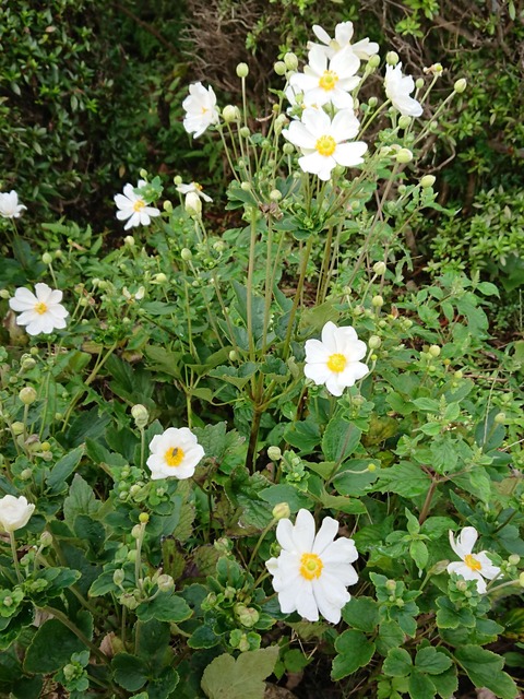 0926　シュウメイキク