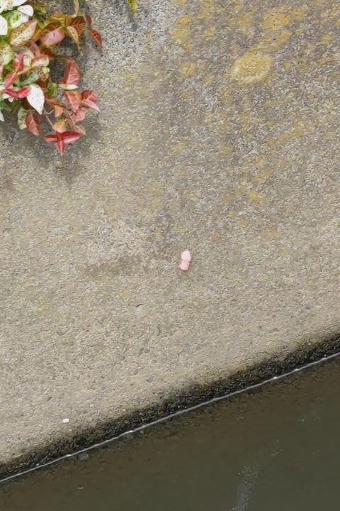 0625 ジャンボタニシの卵