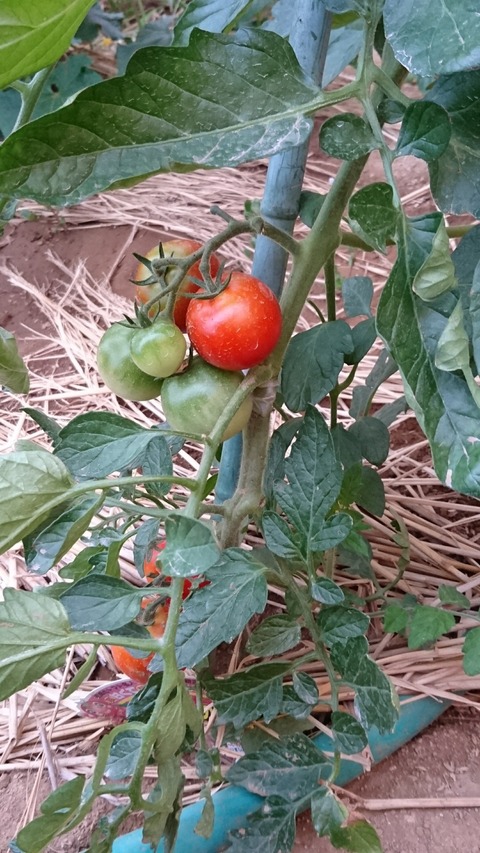 0630　トマト