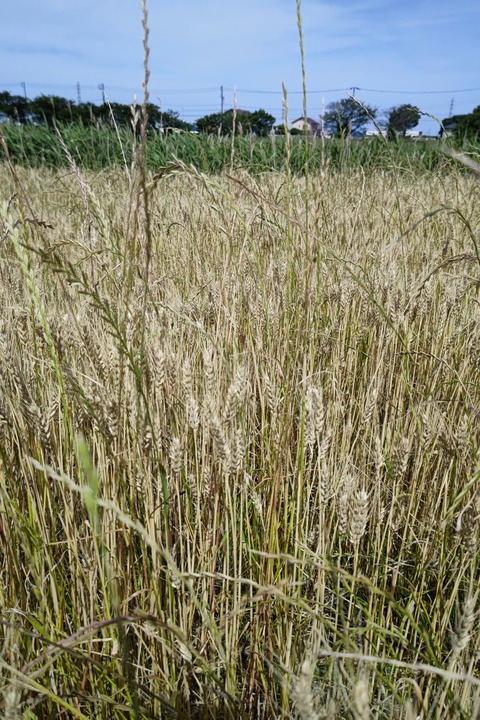 0529　小麦