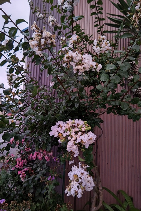 0826 サルスベリ