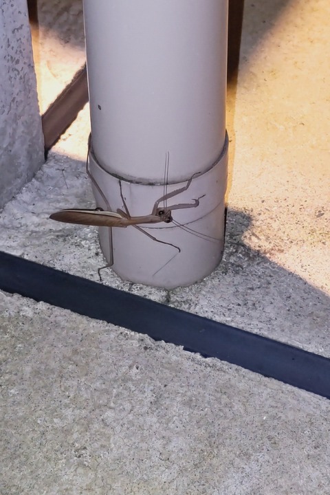 1006　カマキリ