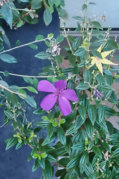 0109　シコンノボタン