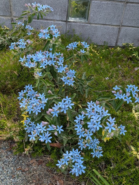 0529　ブルースター