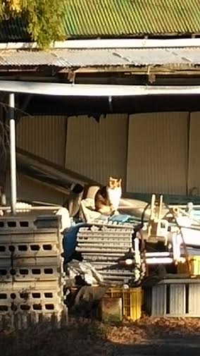 0128 猫