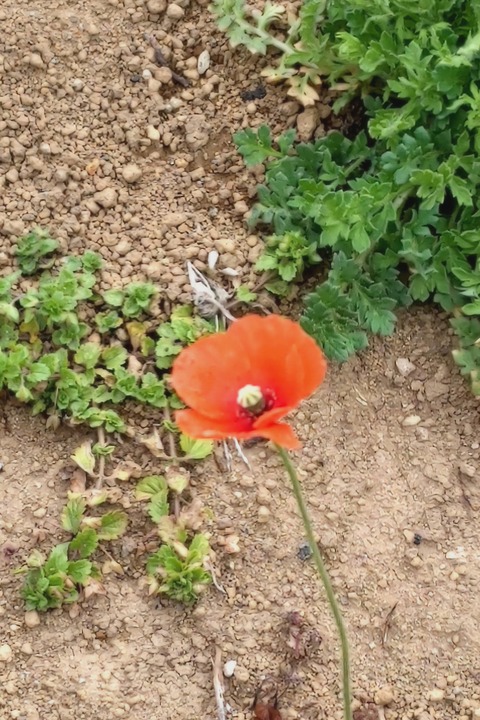 0329 ナガミヒナゲシ