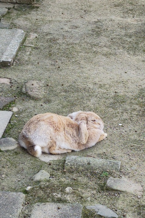 0530　ウサギ