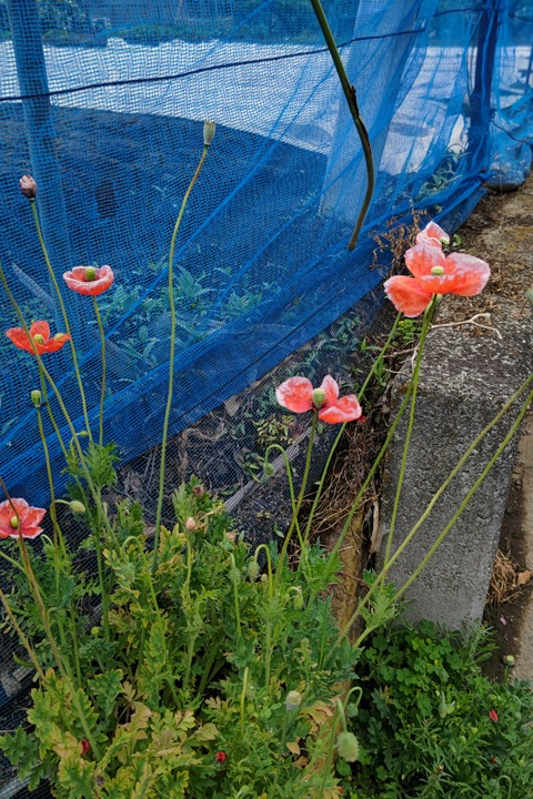 0426 ナガミヒナゲシ