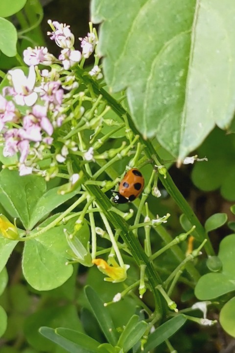 0426　テントウムシ