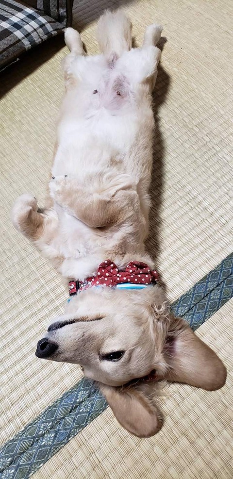 0729　ダックスフンド