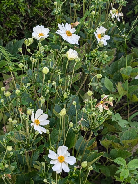 0910　シュウメイ菊