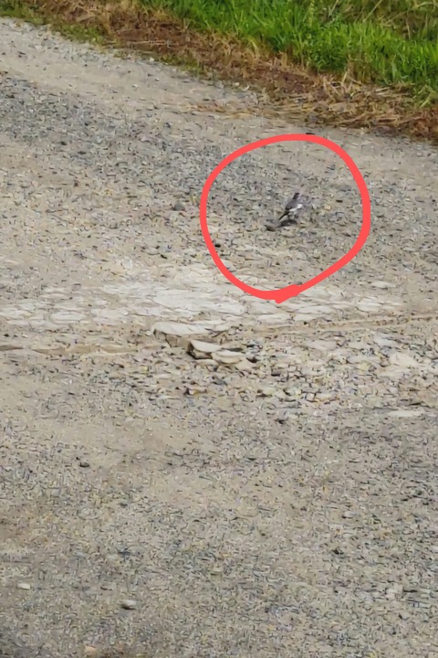 0628 ハクセキレイ