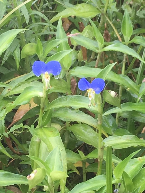 0729　ツユクサJPG