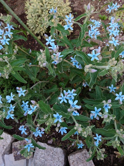 0528　ブルースター