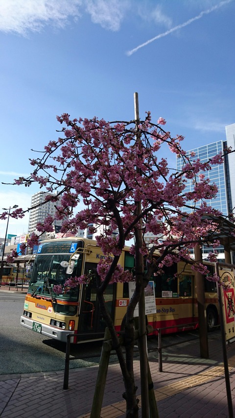 0228　河津桜