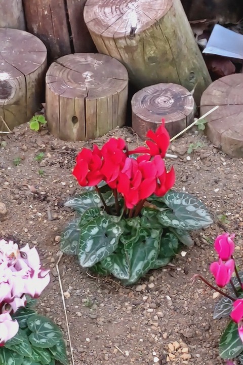 0120　シクラメン