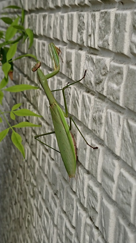 1025　カマキリ