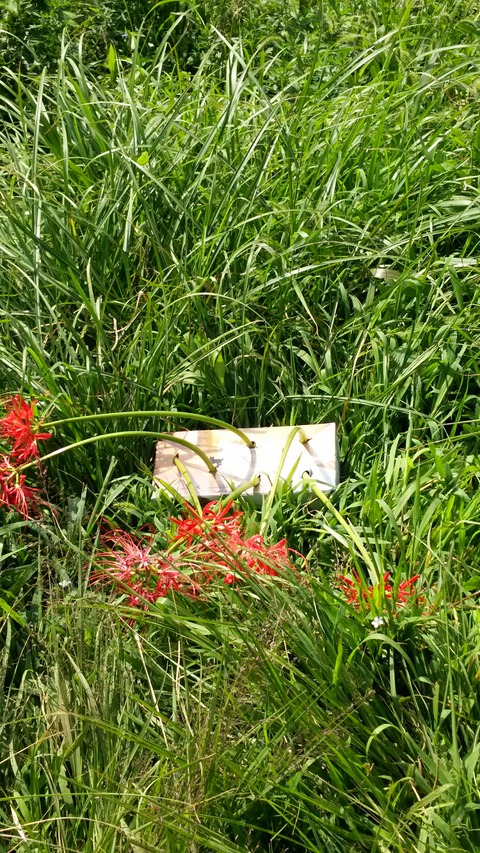 0924足柄峠・彼岸花