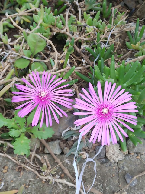 0625　マツバギク