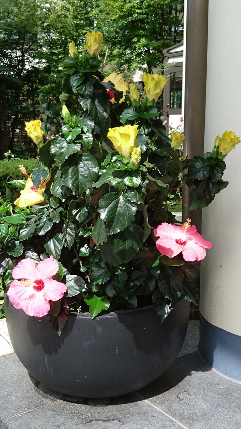 0828　ハイビスカス