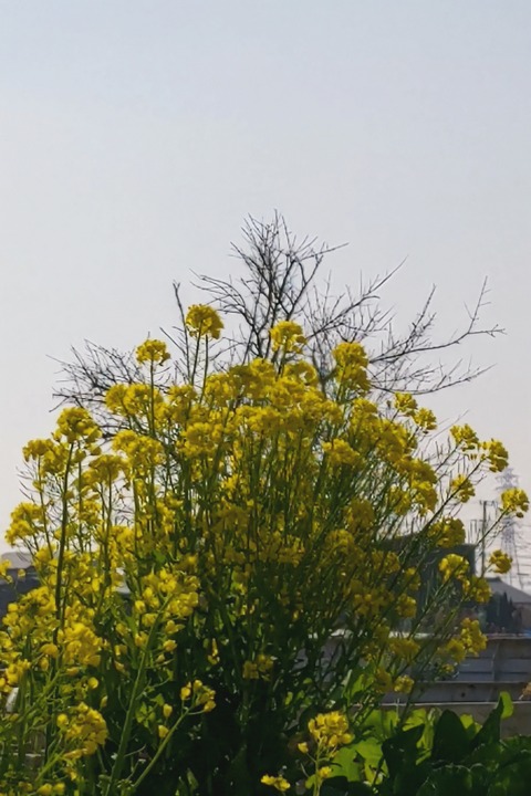 0325 菜の花