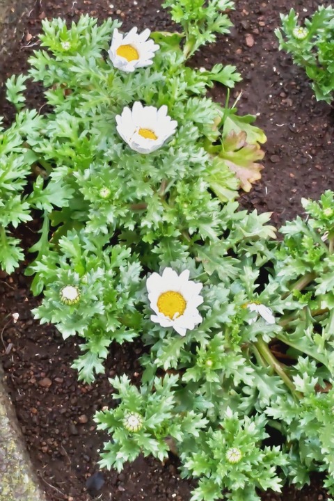 0130　カンシロギク