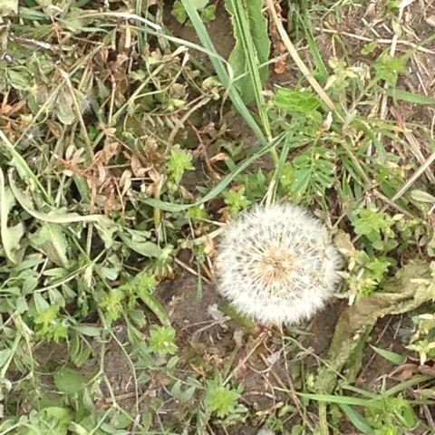 0427タンポポ白綿毛