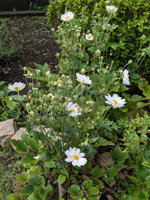 0909　秋明菊