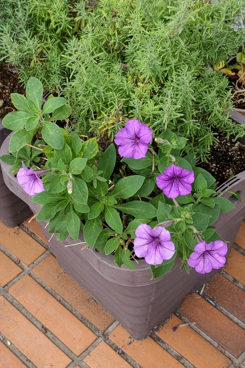 0726 カリブラコア