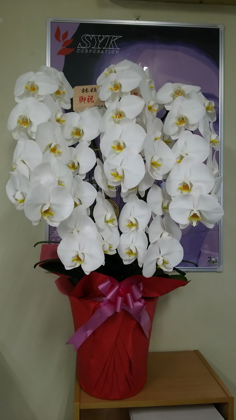 0629　胡蝶蘭