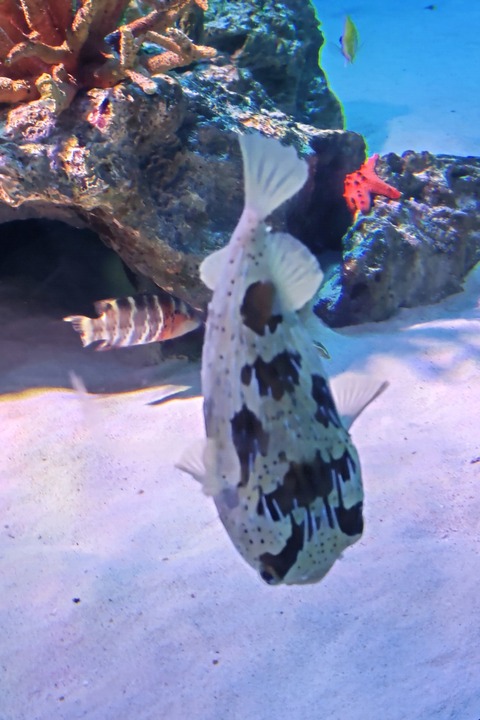 1206　ハリセンボン