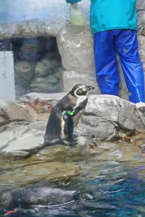 0430　ペンギン