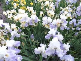 iris