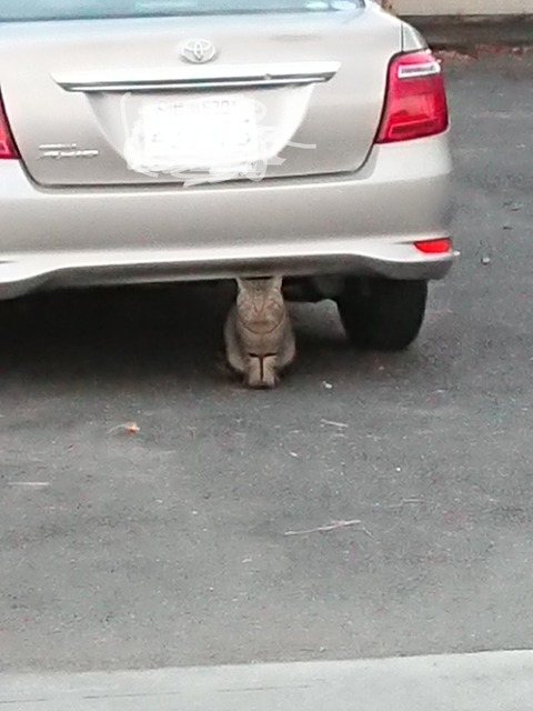 1228 猫