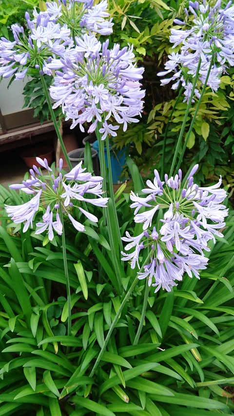 0630　アガパンサス