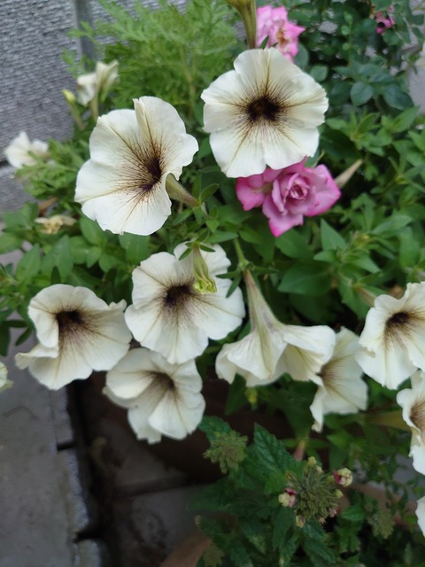 0625　ペチュニア