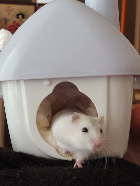 0331　ハムスター