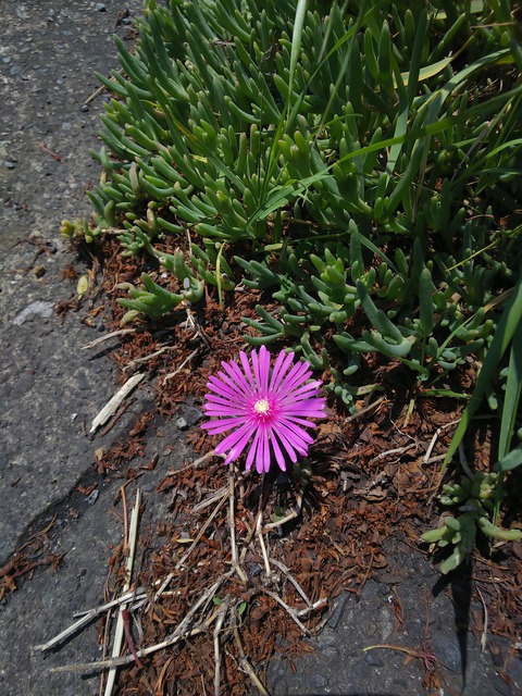 0430　マツバギク