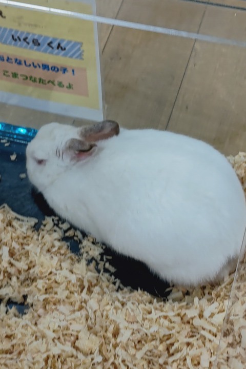 0606　ウサギ