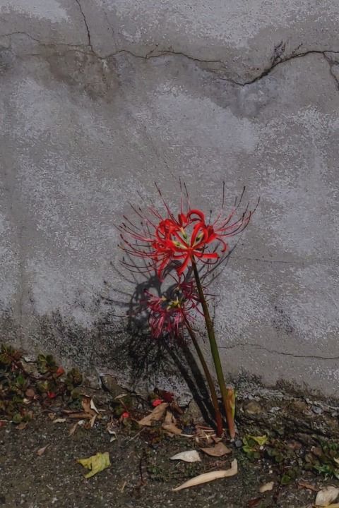 1008 ヒガンバナ