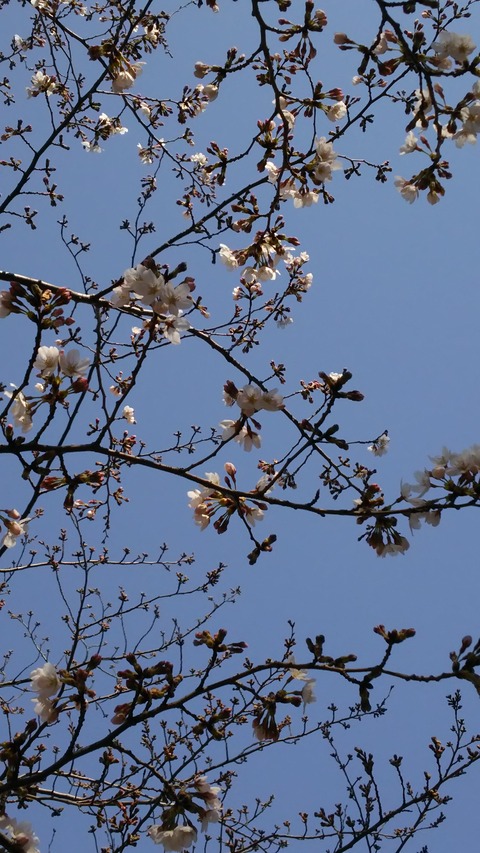 0328 桜2