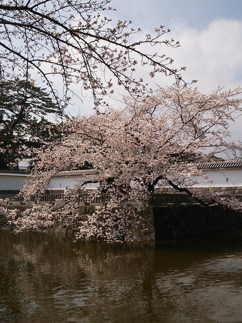 0324　小田原桜