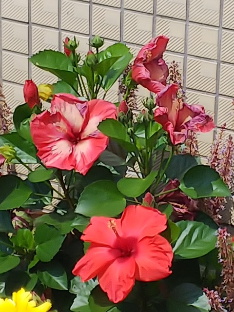 0831　ハイビスカス
