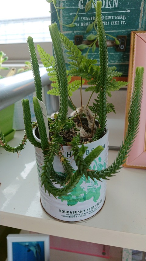 多肉植物1227