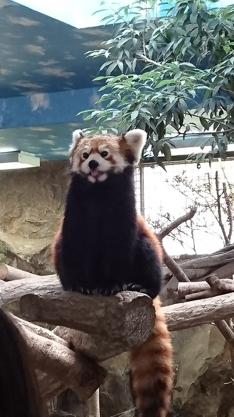 レッサーパンダ0829