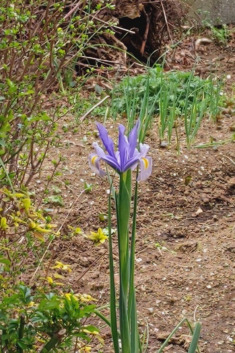 0327 ダッチアイリス