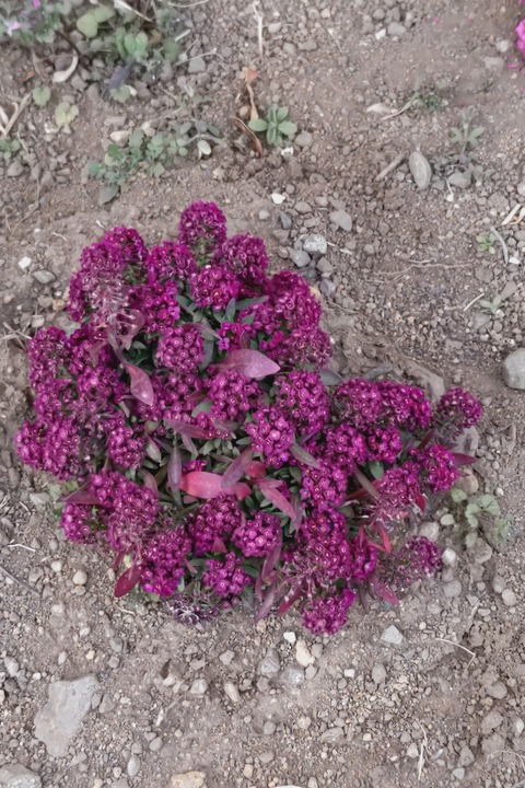 0226　アリッサム