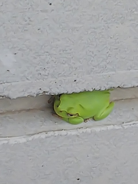 0630　カエル