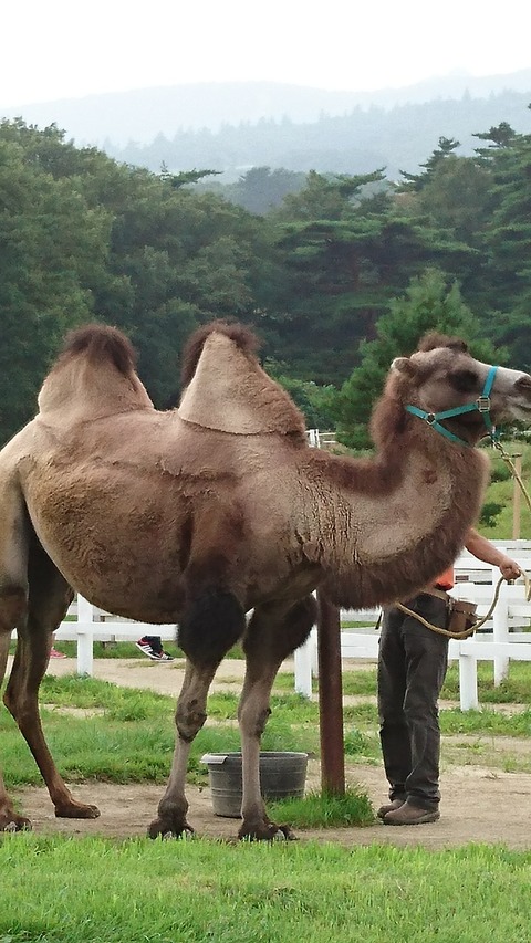 0925　ラクダ