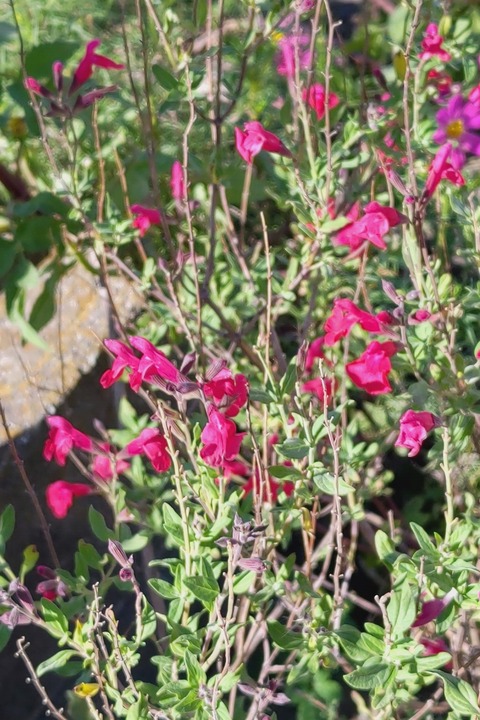 1025　チェリーセージ